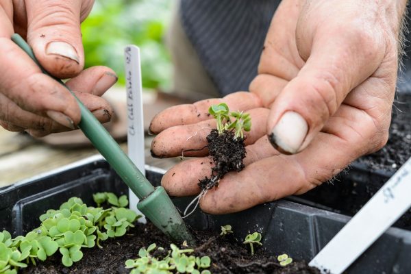 Growing Winter Veg | BBC Gardeners World Magazine