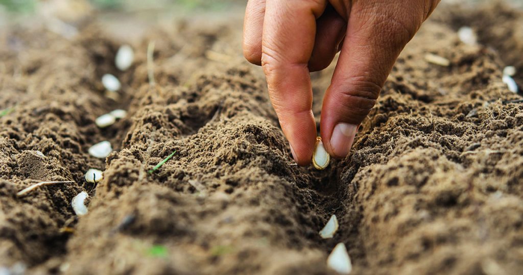 10 Simple Tips On How To Start A Vegetable Garden