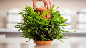 Inside-out Hydroponic Terraplanter Grows Plants on the Outside Sans Soil