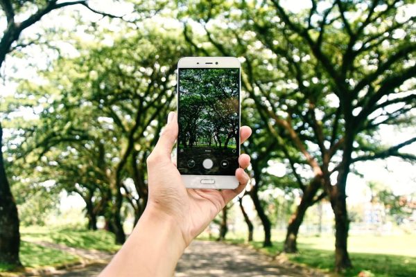 Best plant identification apps for mobile in 2024, tested by our editors |  CNN Underscored