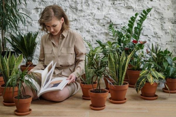 All About Houseplants - AuSHS Gardening & Horticultural Blog