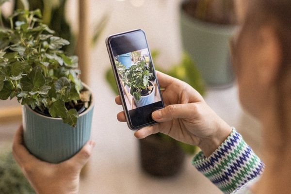 Take care of your garden with this discounted plant identification app |  Mashable