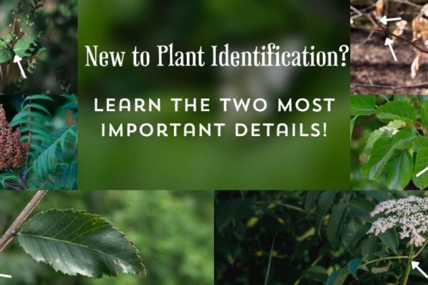 New to Plant Identification? The Two Most Important Details! - Feral  Foraging