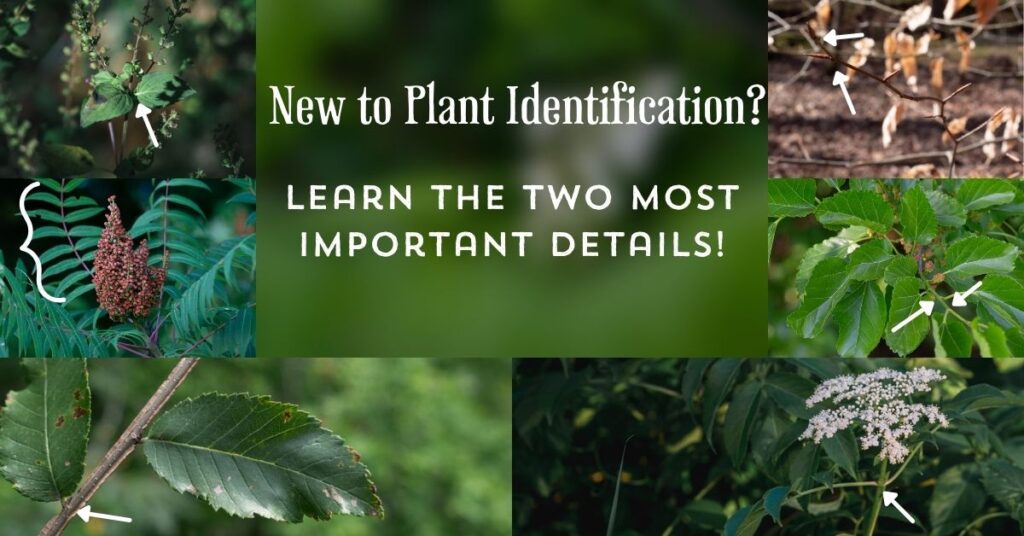 New to Plant Identification? The Two Most Important Details! - Feral  Foraging