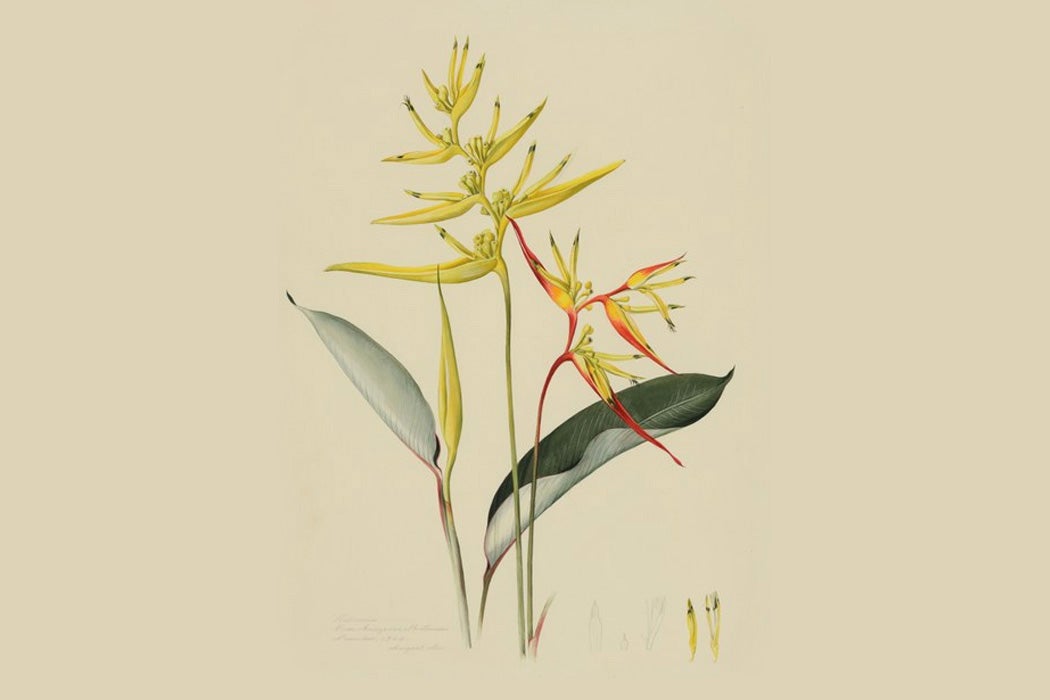 Plant of the Month: Heliconia - JSTOR Daily